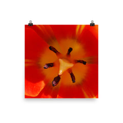 Orange Flower Poster Photo - Susanne Ferrante - 3