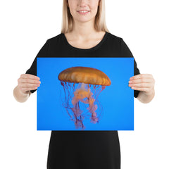 Jelly Fish Photo