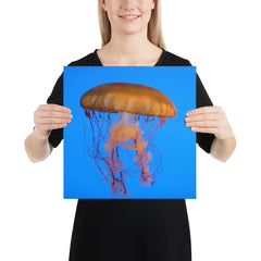 Jelly Fish Photo