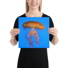 Jelly Fish Photo