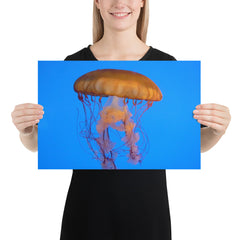 Jelly Fish Photo
