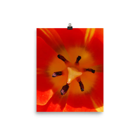 Orange Flower Poster Photo
